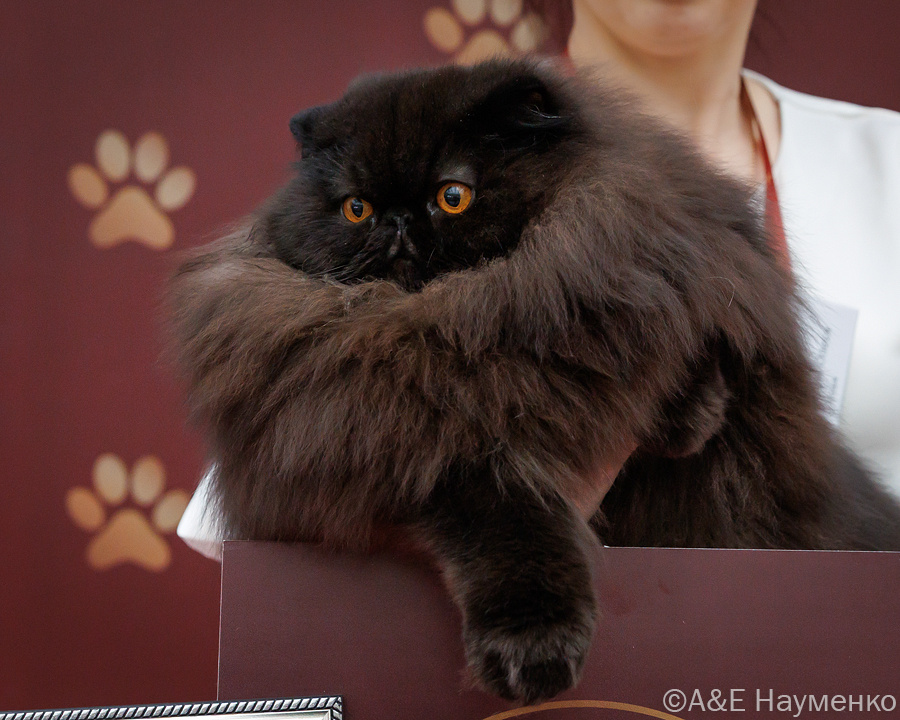 Ну чем не Люцифер?! Чёрный персидский кот Dark Diamon's Sanechka, владелец О. Смирнова