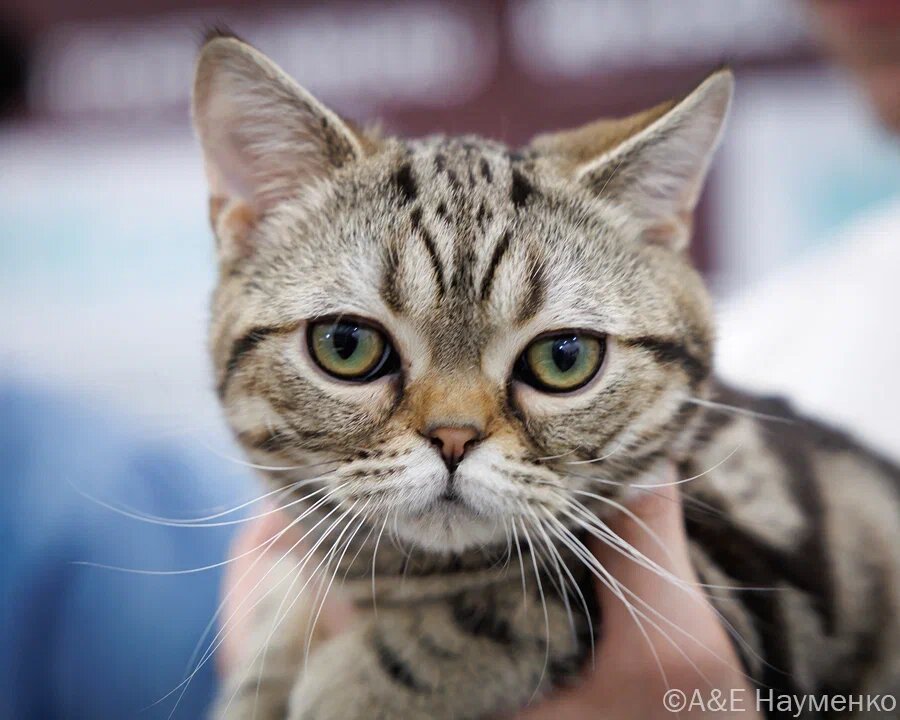 Очень похожий на Табби  кот породы американская короткошерстная в окрасе чёрный табби, питомник Rumfold