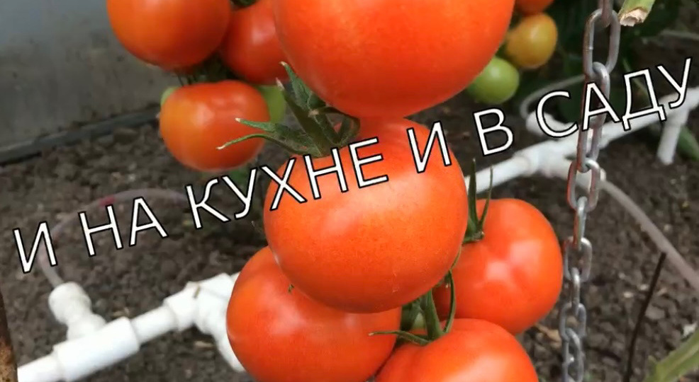 Сроки посева помидоров. Подготовка семян. Посев на рассаду.