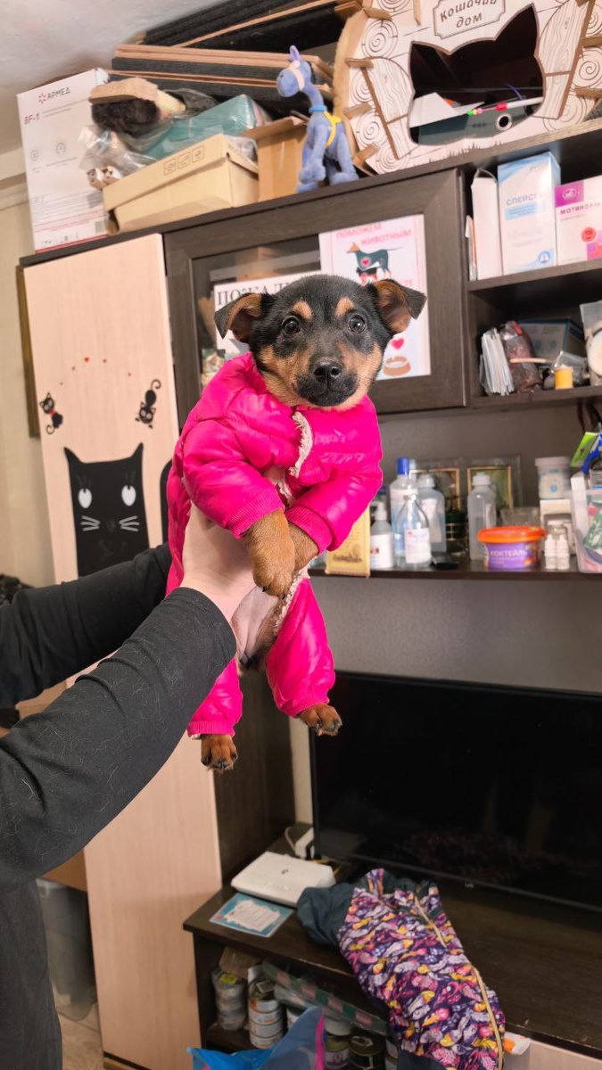 Эту малышку бросили утром у магазина «Эльдорадо». На нее мы не расчитывали! Пришлось срочно искать костюм. Хороша получилась девка! Фото из архива автора