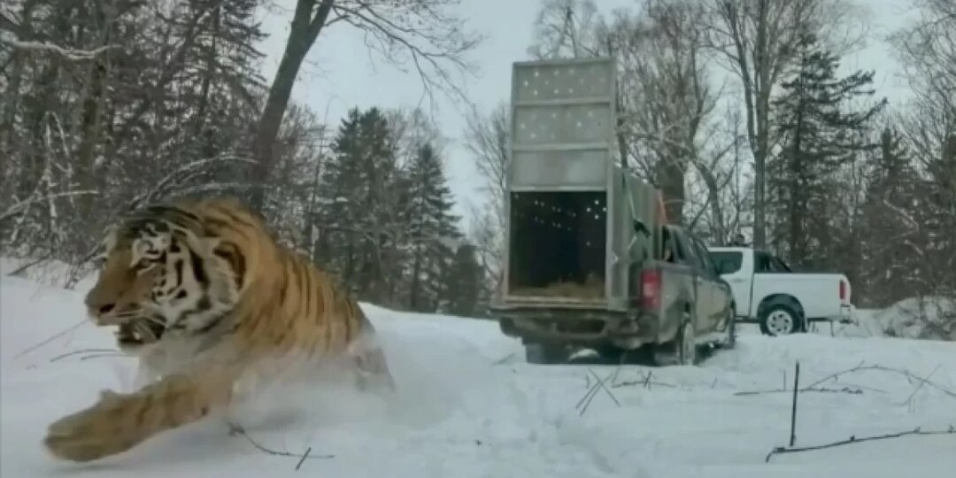 Они уже ничего не боятся. Тигры в Приморье перестали замечать людей