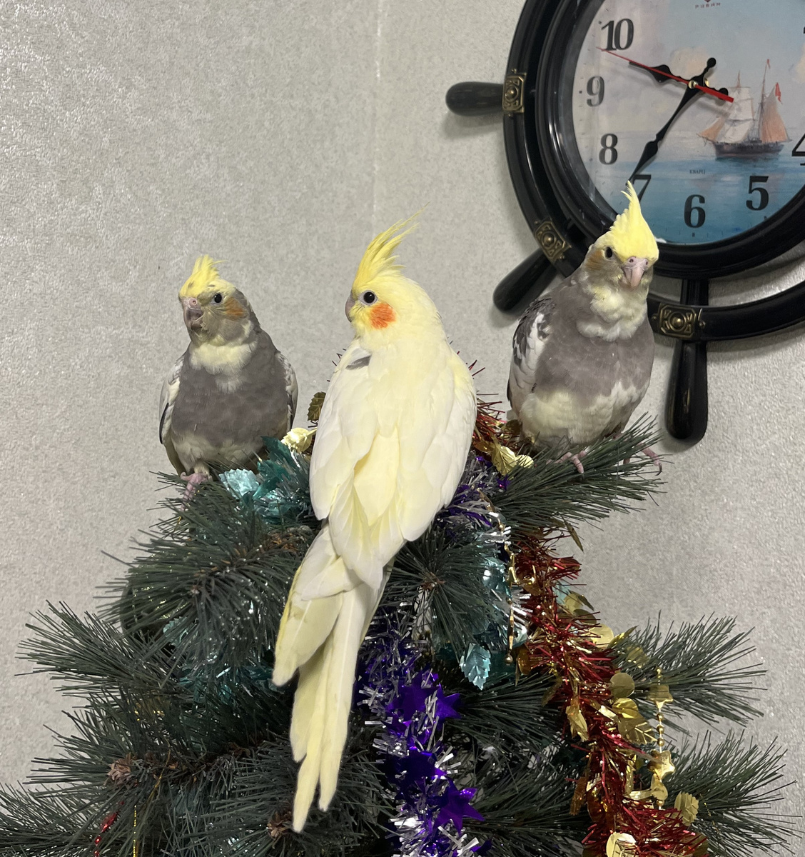 Все вместе.