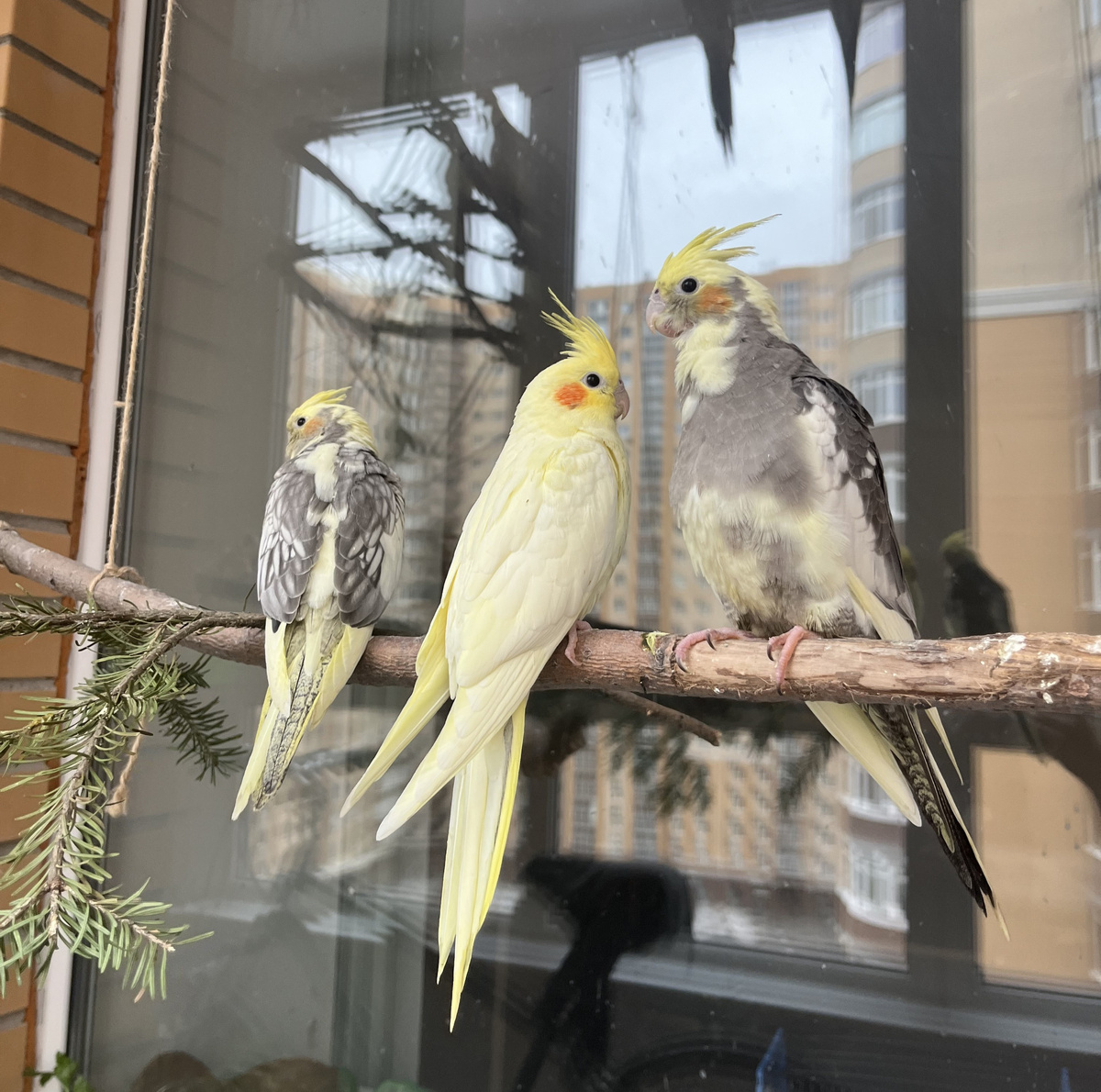 4 февраля, первая прогулка на лоджии.