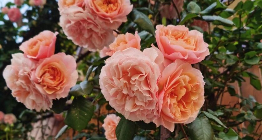    Фото usolie.info