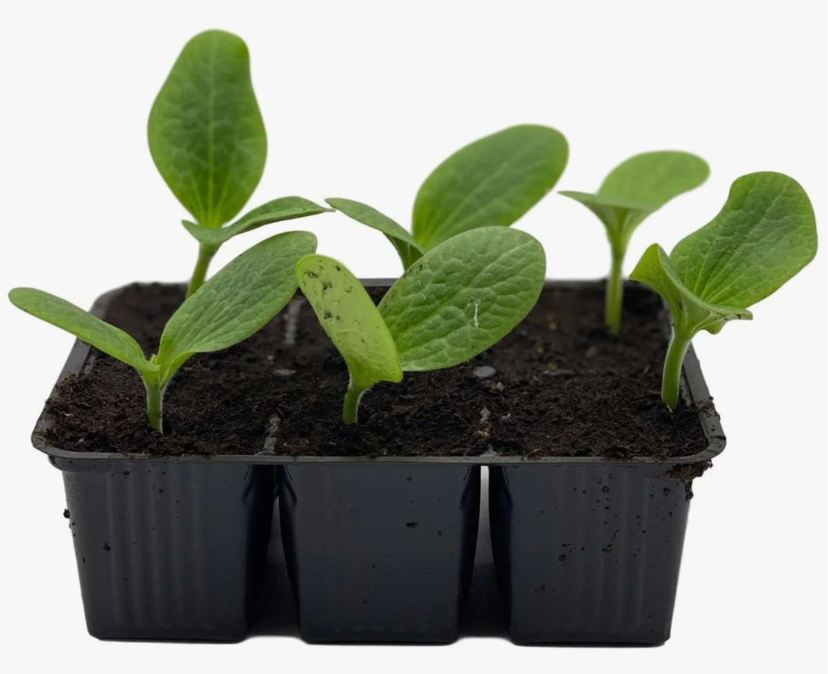 Источник фото: lemanapro.ru