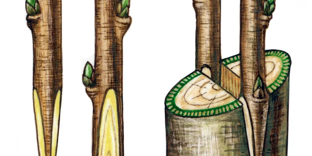 Прививка «в расщеп»: как подарить старой яблони новую жизнь и вкусный сорт