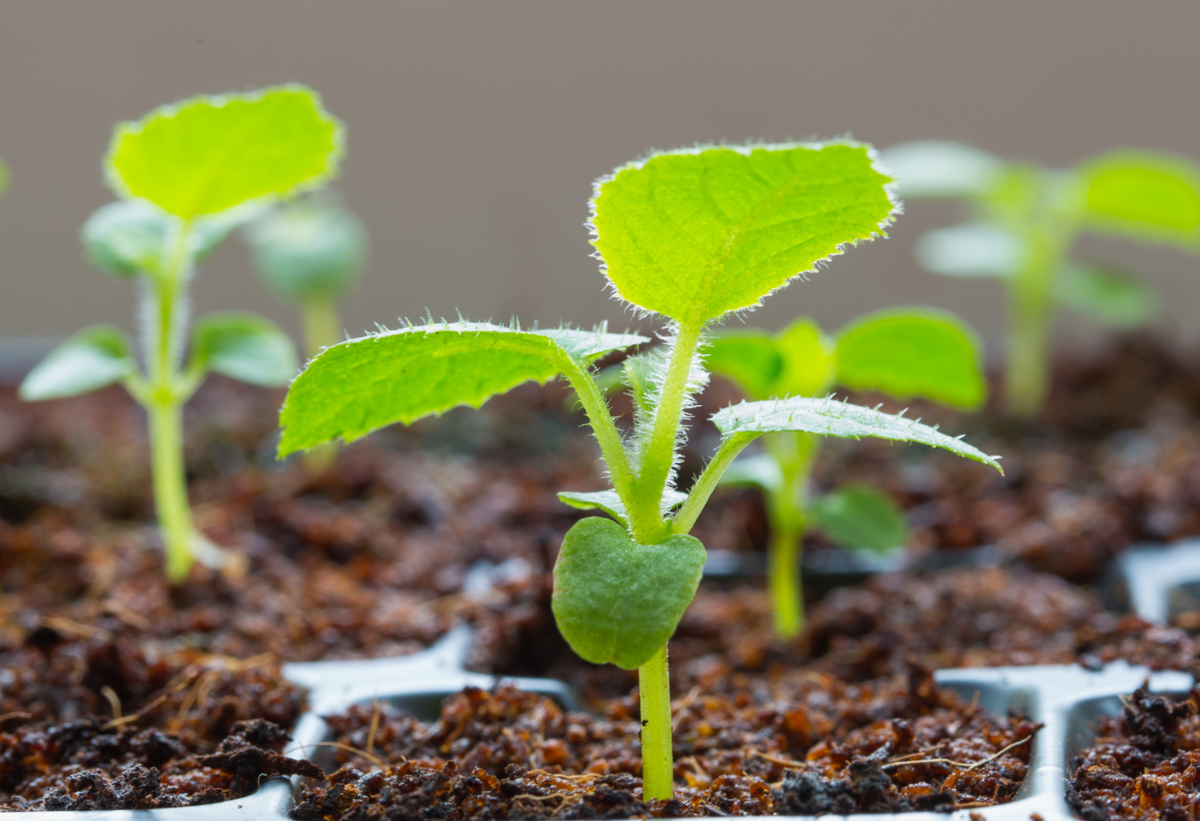 Источник фото: portalfruticola.com