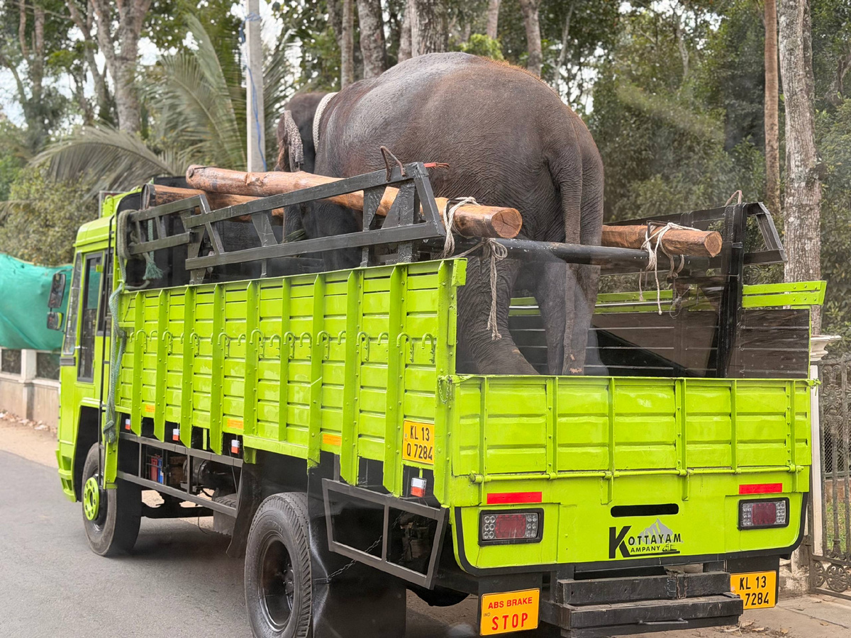 Транспортировка слонов выглядит не так уж и празднично