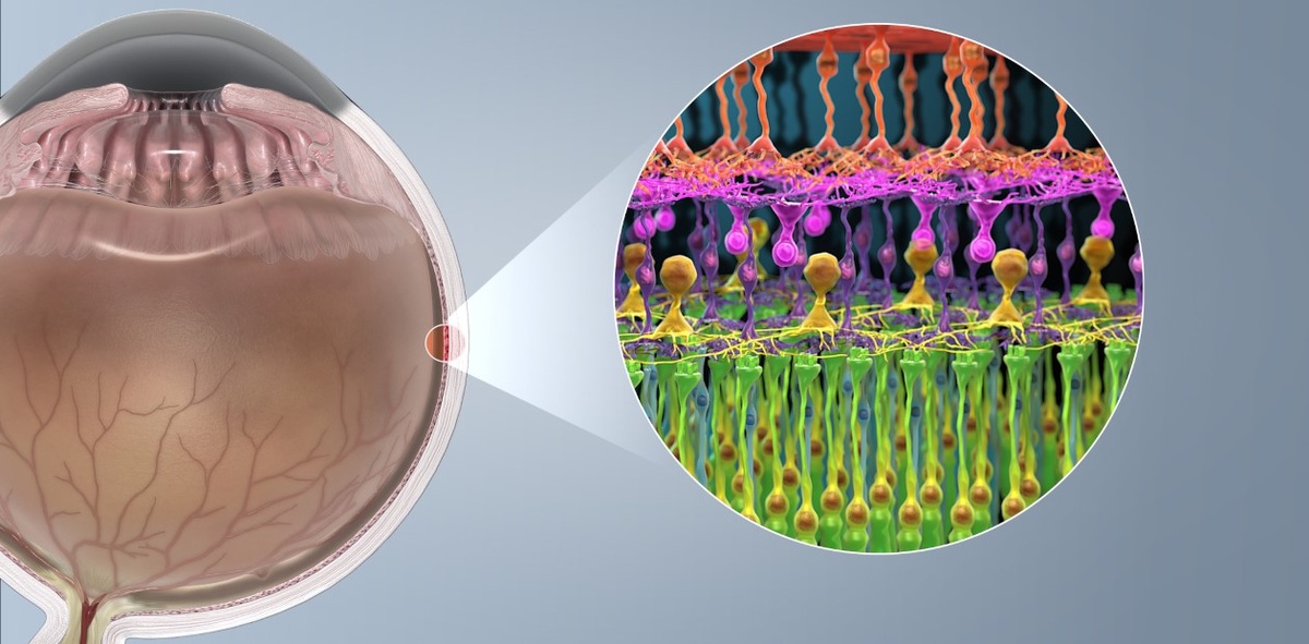 Фоторецепторы палочек и колбочек в сетчатке глаза. © CC BY-SA 4.0