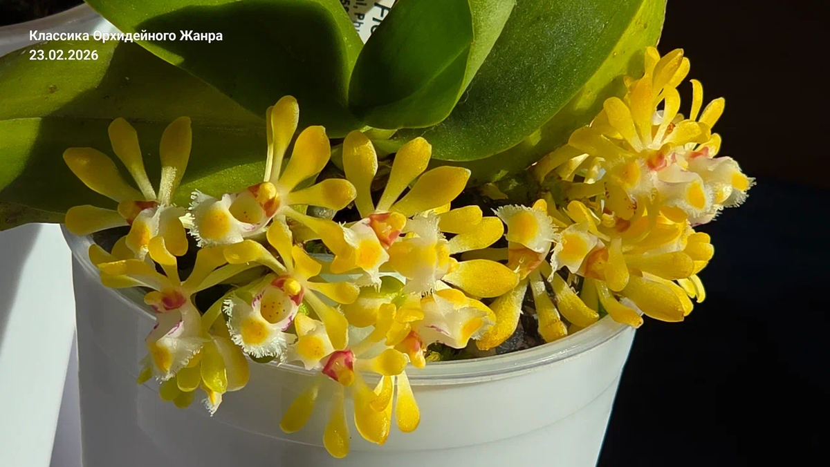 Гастрохилус — это нано-технология природы, отточенная миллионами лет в горах!