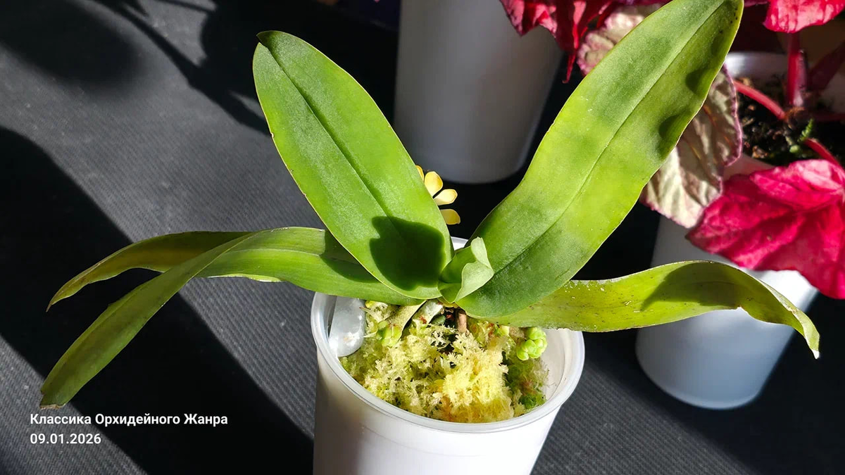 Уникальное втроение листьев, располагающихся под углом!