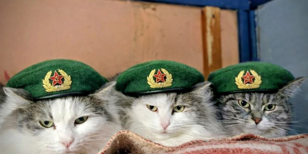 Дорогие защитники!