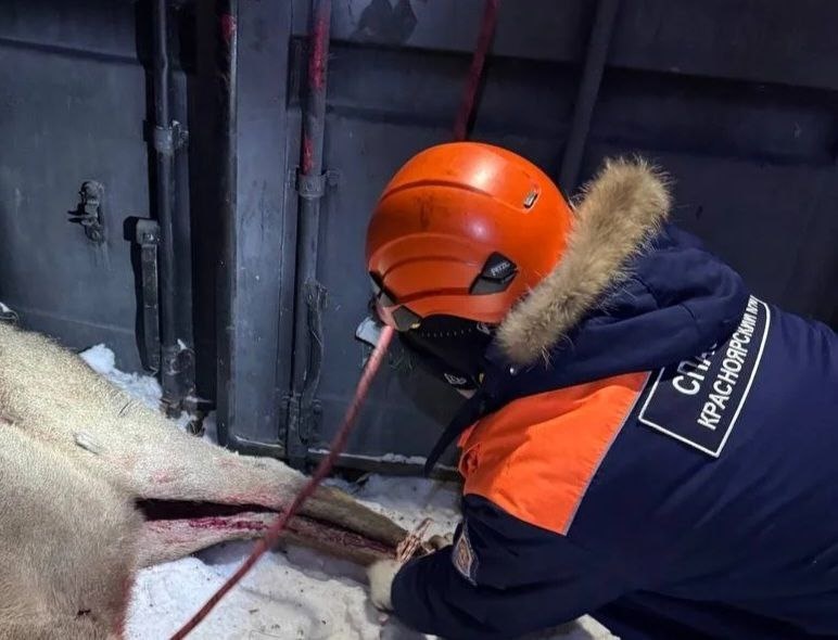    марал спасатель Красноярск