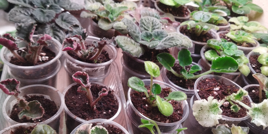 Мои фиалки, большая пересадка.