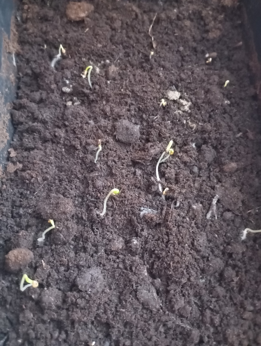 Проклюнулись перцы и баклажаны,я сняла пленку,чтоб дышали.