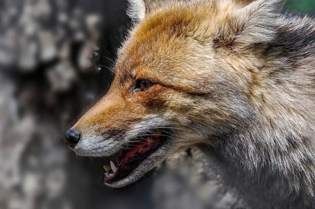    В Беловском округе Кемеровской области введен карантин из-за бешенства