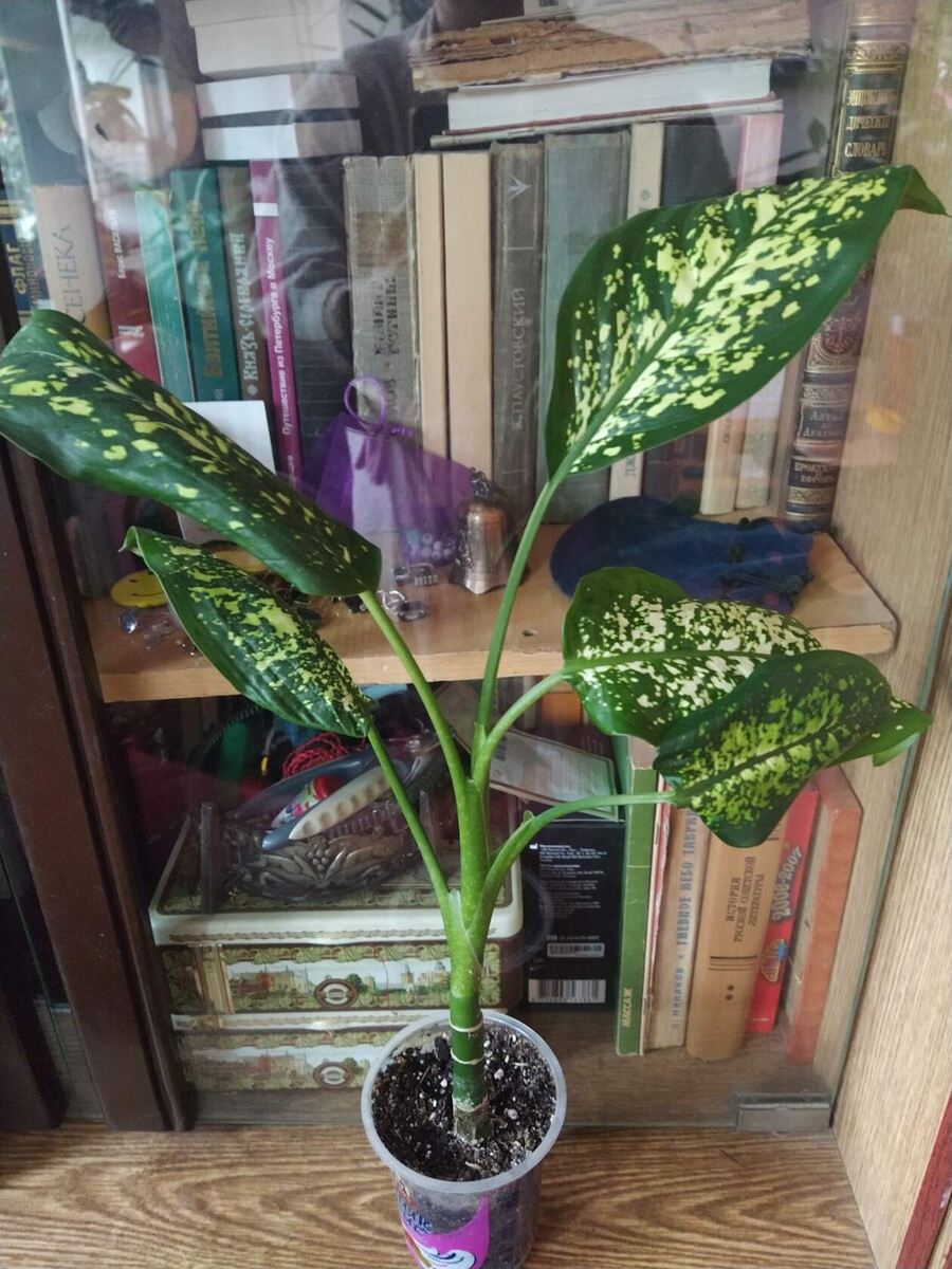 Диффенбахия из подъезда