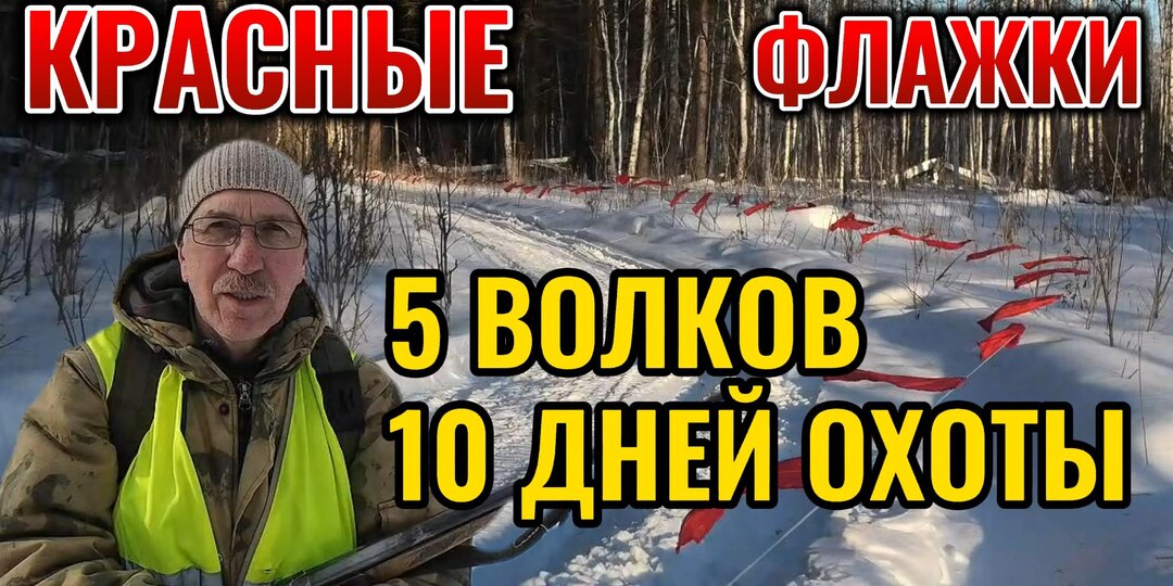 5 волков и 10 дней охоты