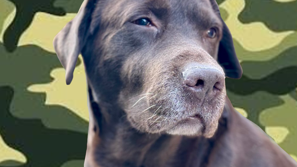 С Днём защитника Отечества!