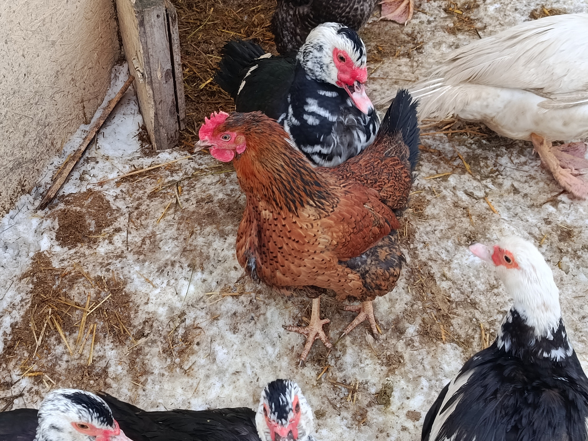 курочка 7 мес.