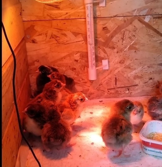 Мой выбор породы кур - Кучинская Юбилейная.