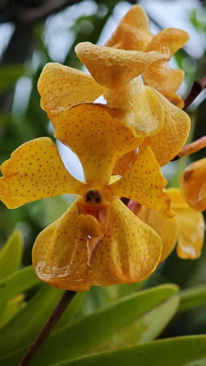 Цветущие орхидеи