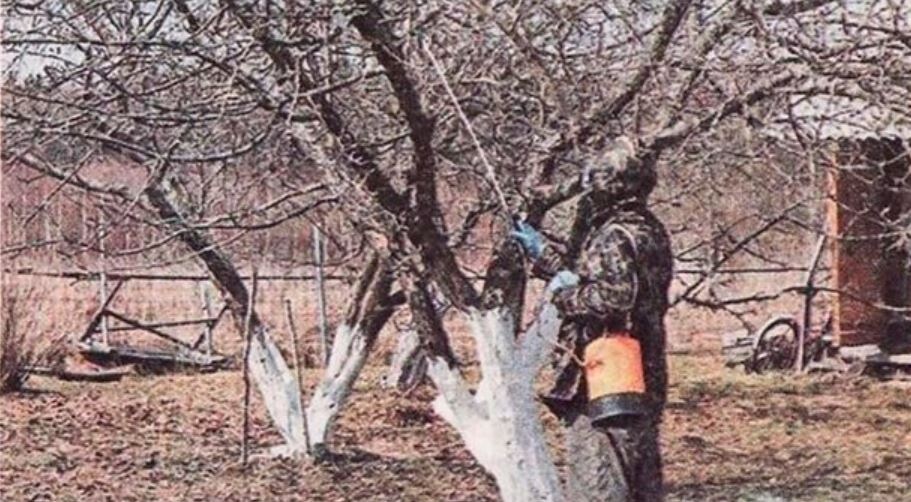 Весенняя обработка до распускания почек: чем опрыскивать деревья и кустарники в зависимости от состояния сада