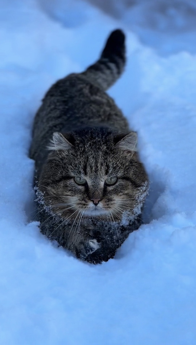 Лесной кот Барсик