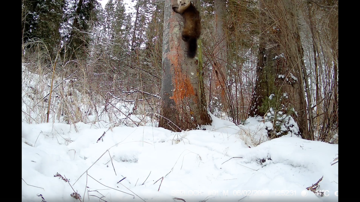     Фотоловушка запечатлела пушистых исследователей в нацпарке «Шушенский бор»
