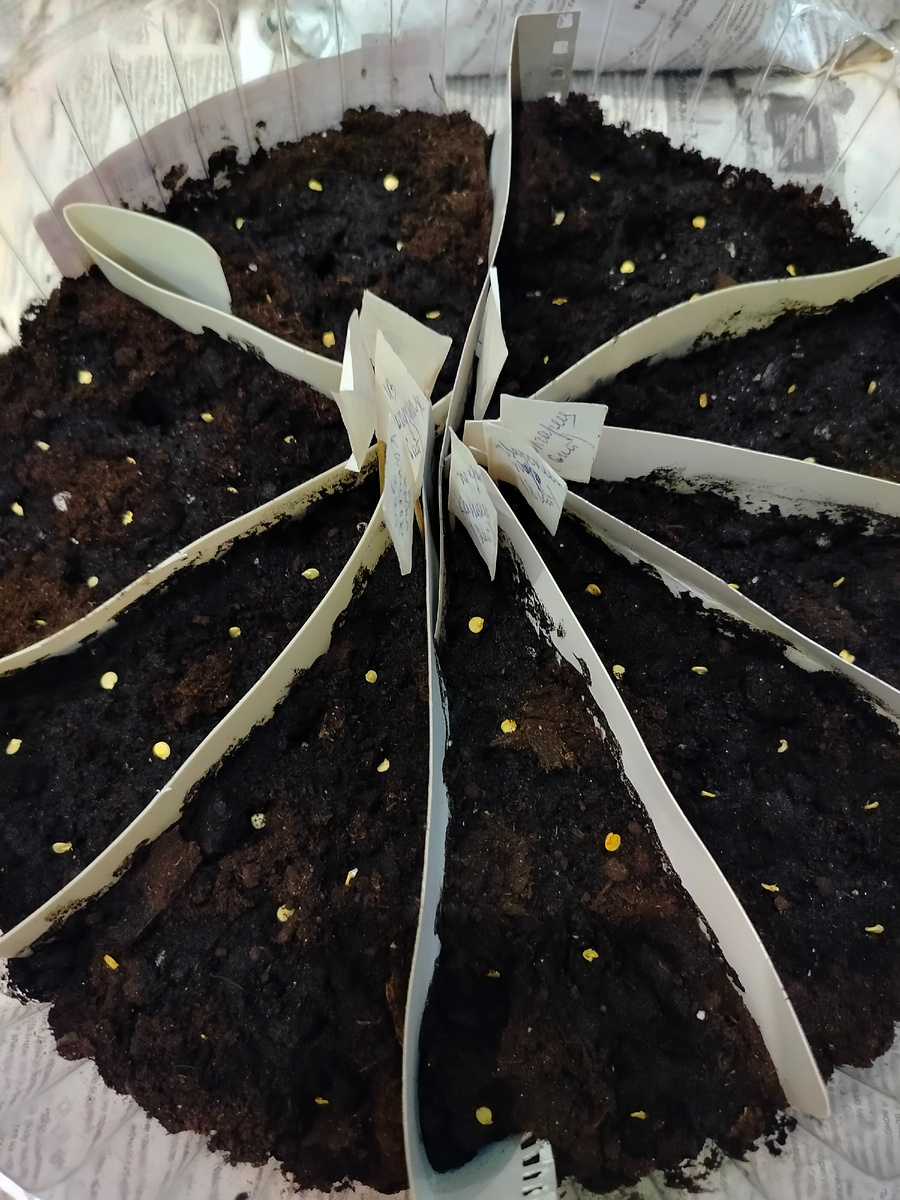 На работе крышка лежала от большого торта уж не помню с какого праздника. Женщины у нас запасливые, ничего не выбрасывают. А тут переезд. Мне предложили. И вот она уже в деле. Флажки для подписи сортов подсмотрела на дружественном канале (спасибо, Наташа!)