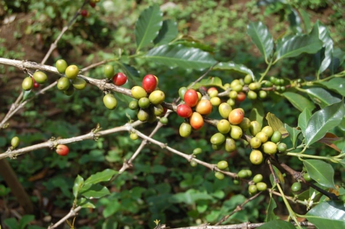    Ветка кофейного дерева / © Malekhanif, ms.wikipedia