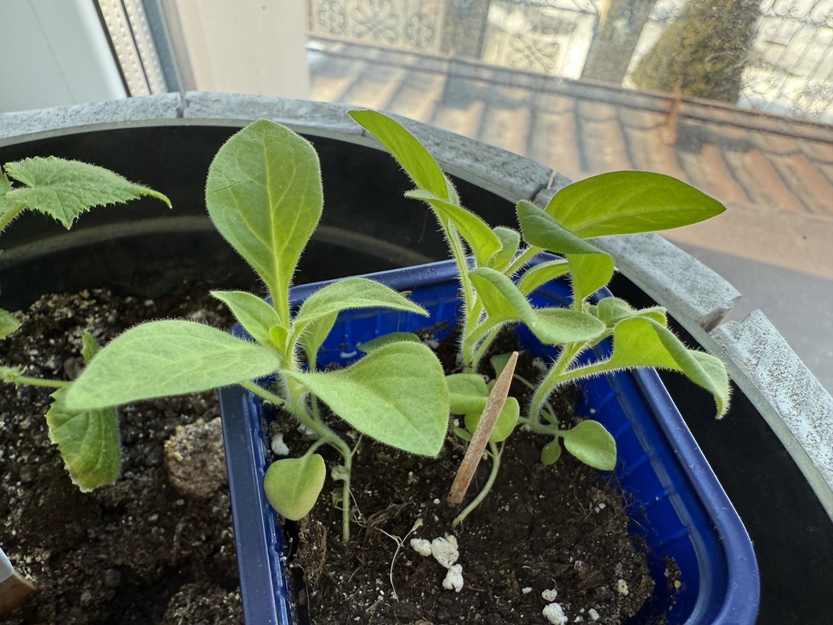 Всходы петунии