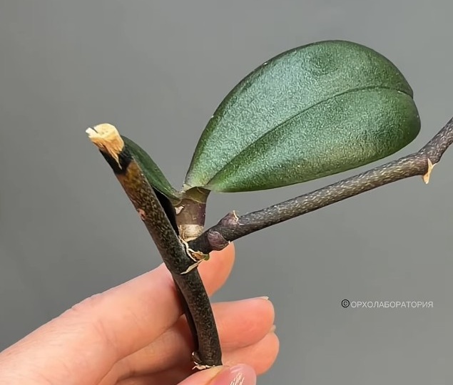 Что ДЕЛАТЬ с ДЕТКОЙ на ЦВЕТОНОСЕ у ОРХИДЕИ!