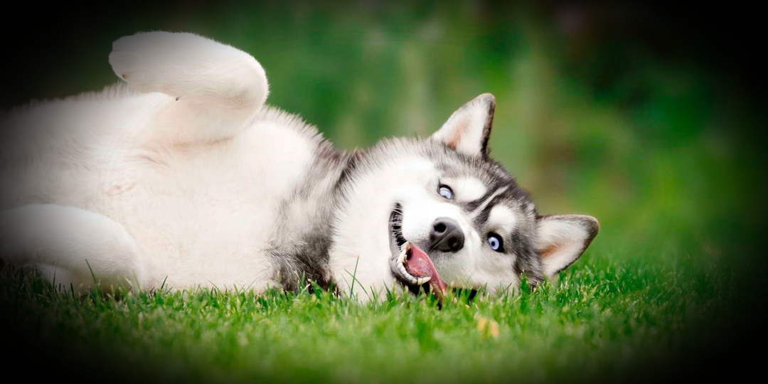 Породы собак, которые доводят даже профессионалов