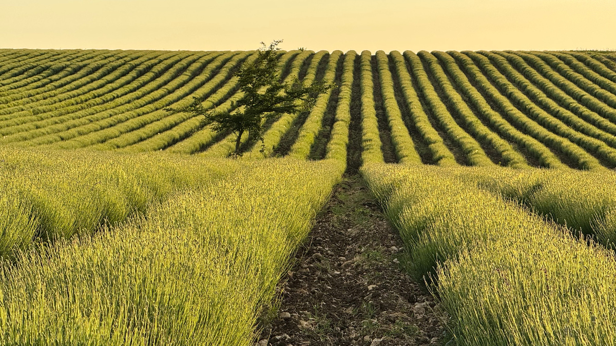 Органическое Лавандовое поле флористической лаванды фермы Лавандовый Замок