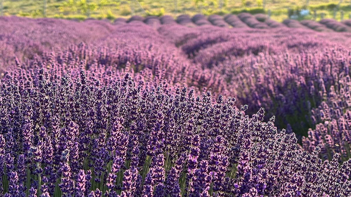 Флористическая лаванда для создания ароматных букетов и композиций