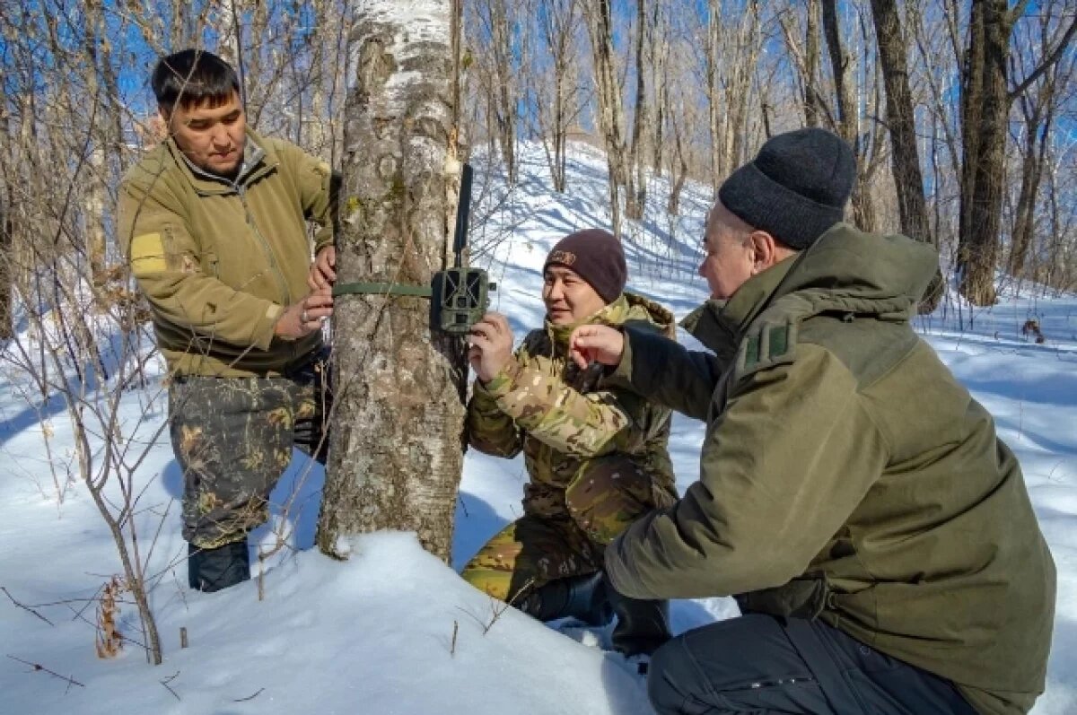    Хабаровский край участвует в подготовке тигров к переезду в Казахстан