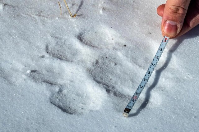    След тигра. Юрий Смитюк (ТАСС)