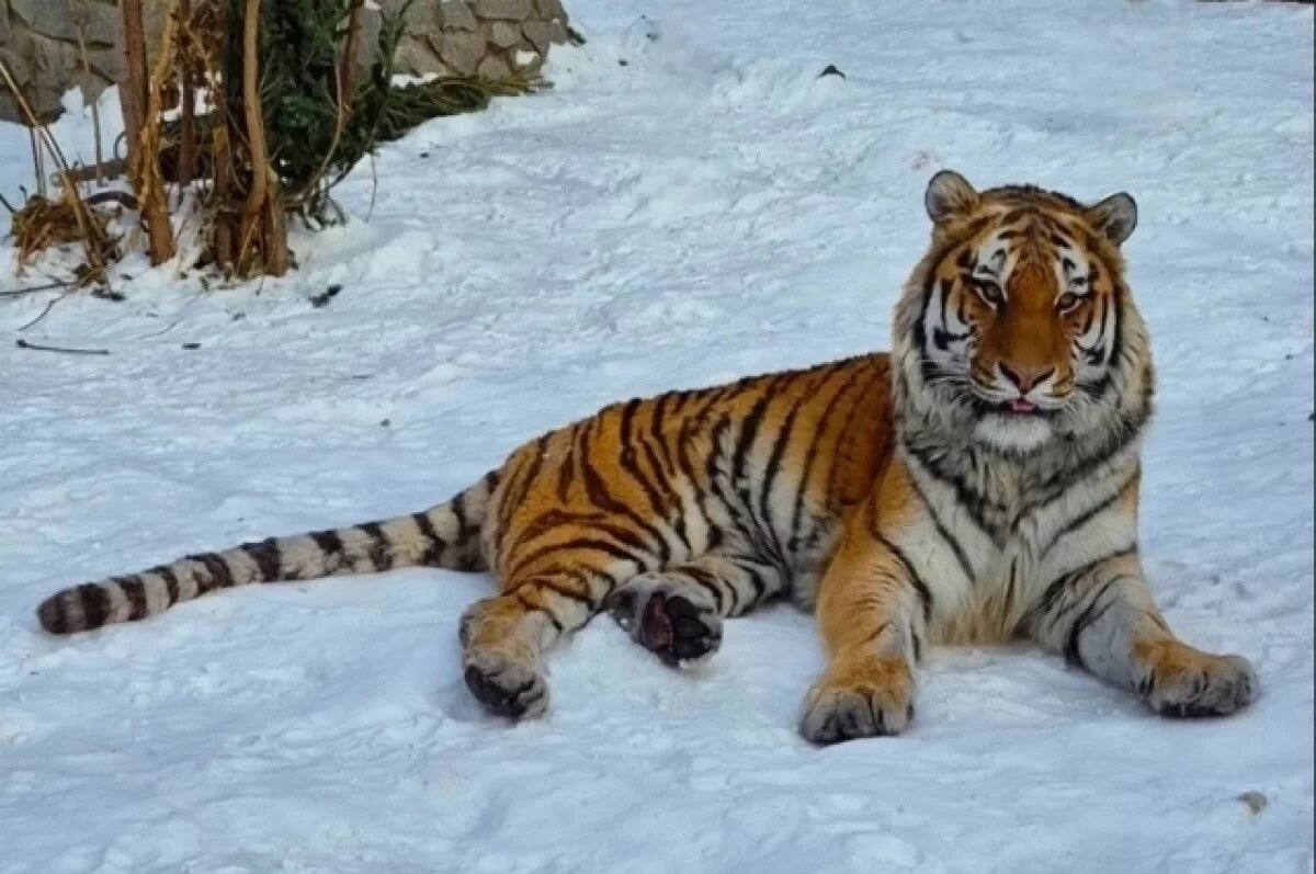    Дальневосточных тигров переселят в Казахстан