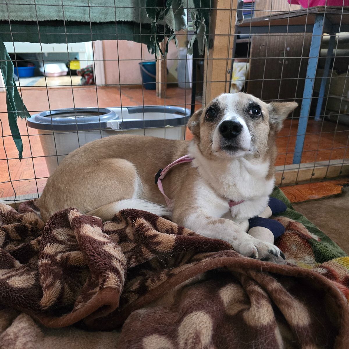 взгляд полный тихой печали и ожидания