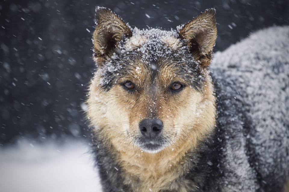    Сотрудникам пиццерии запретили укрывать замерзшую собаку одеялом Валерий ЗВОНАРЕВ