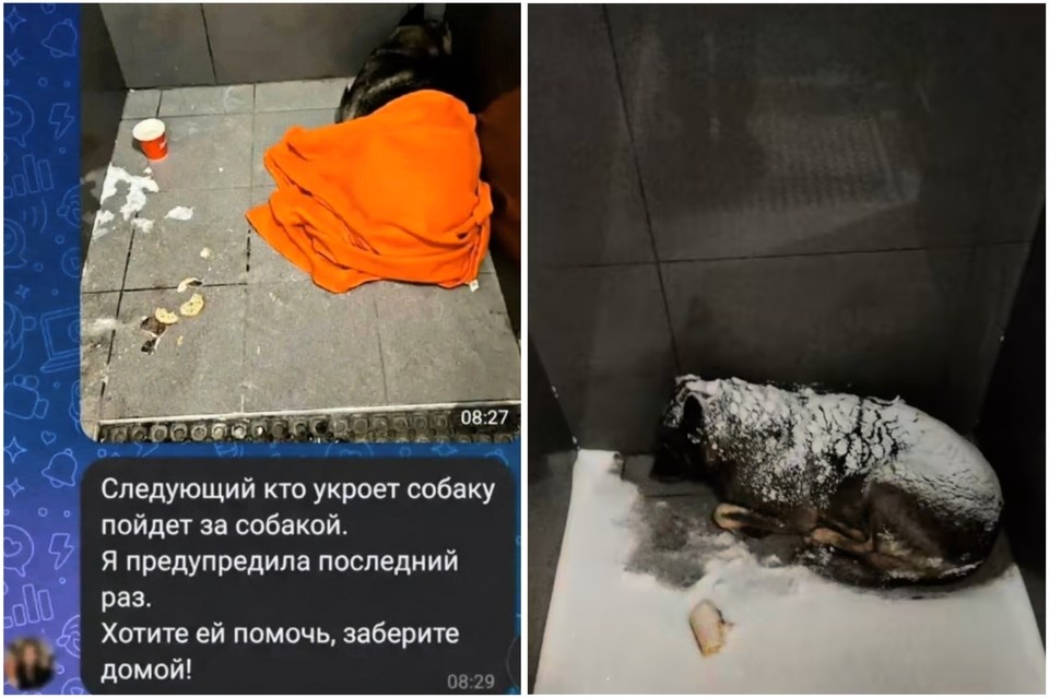    Фото: arcadiydog