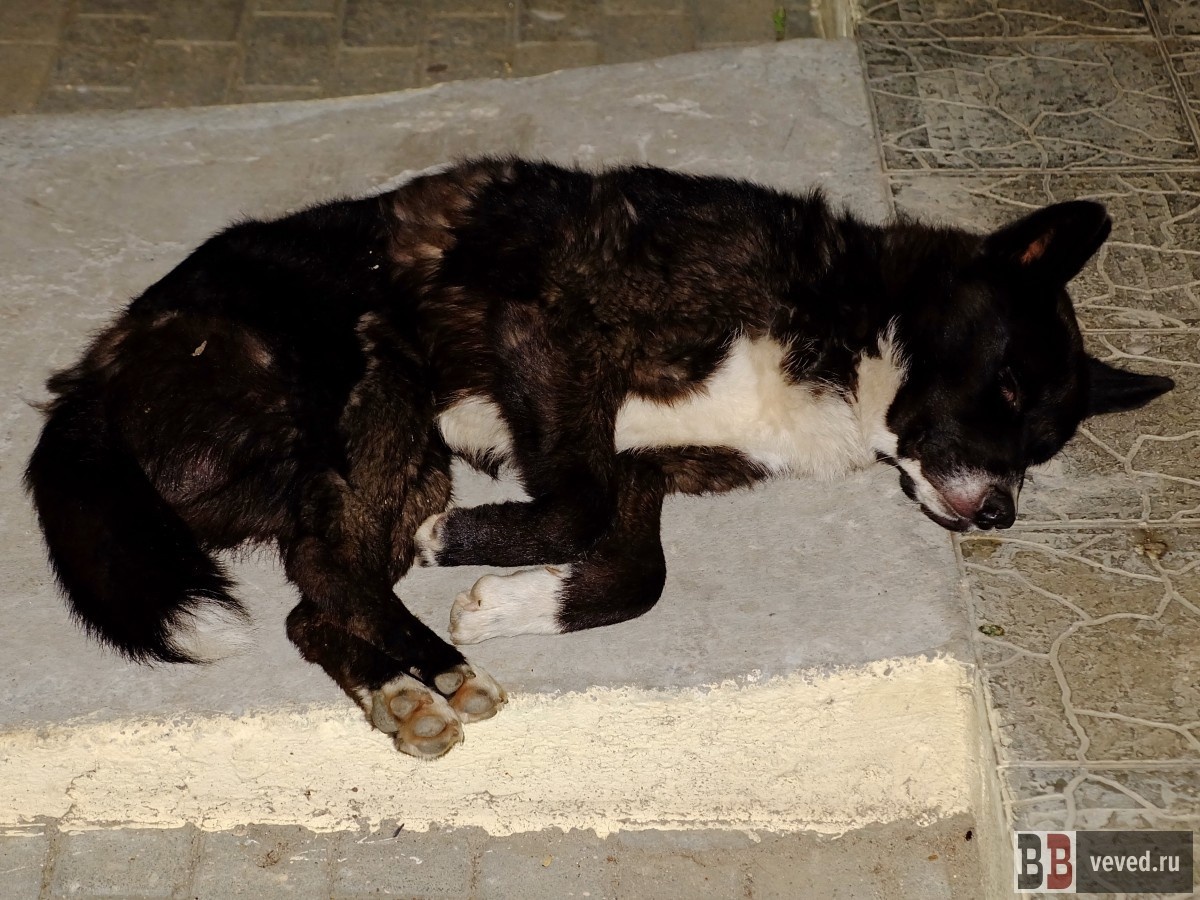     Фото: Владислав Постников / Вечерние ведомости