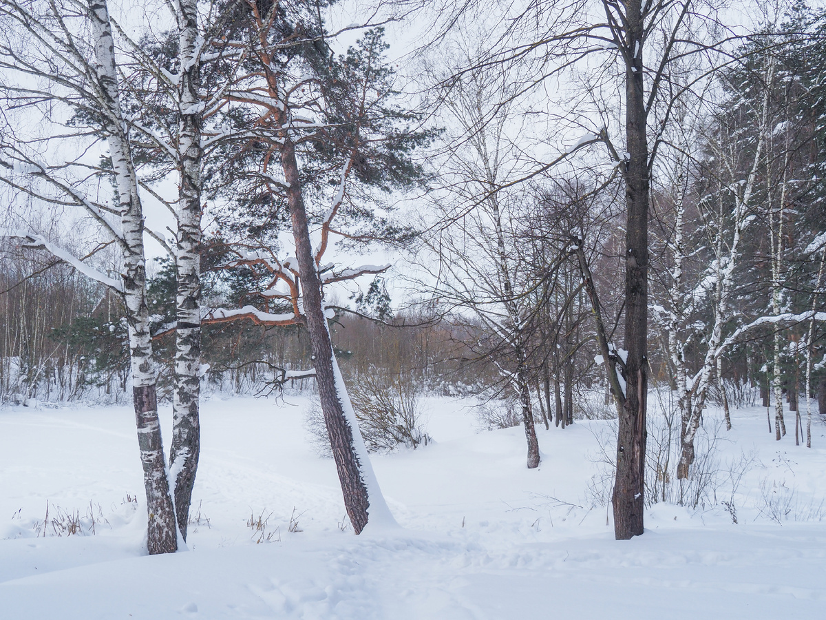 Пироговский лес. Фото Павел Каманин