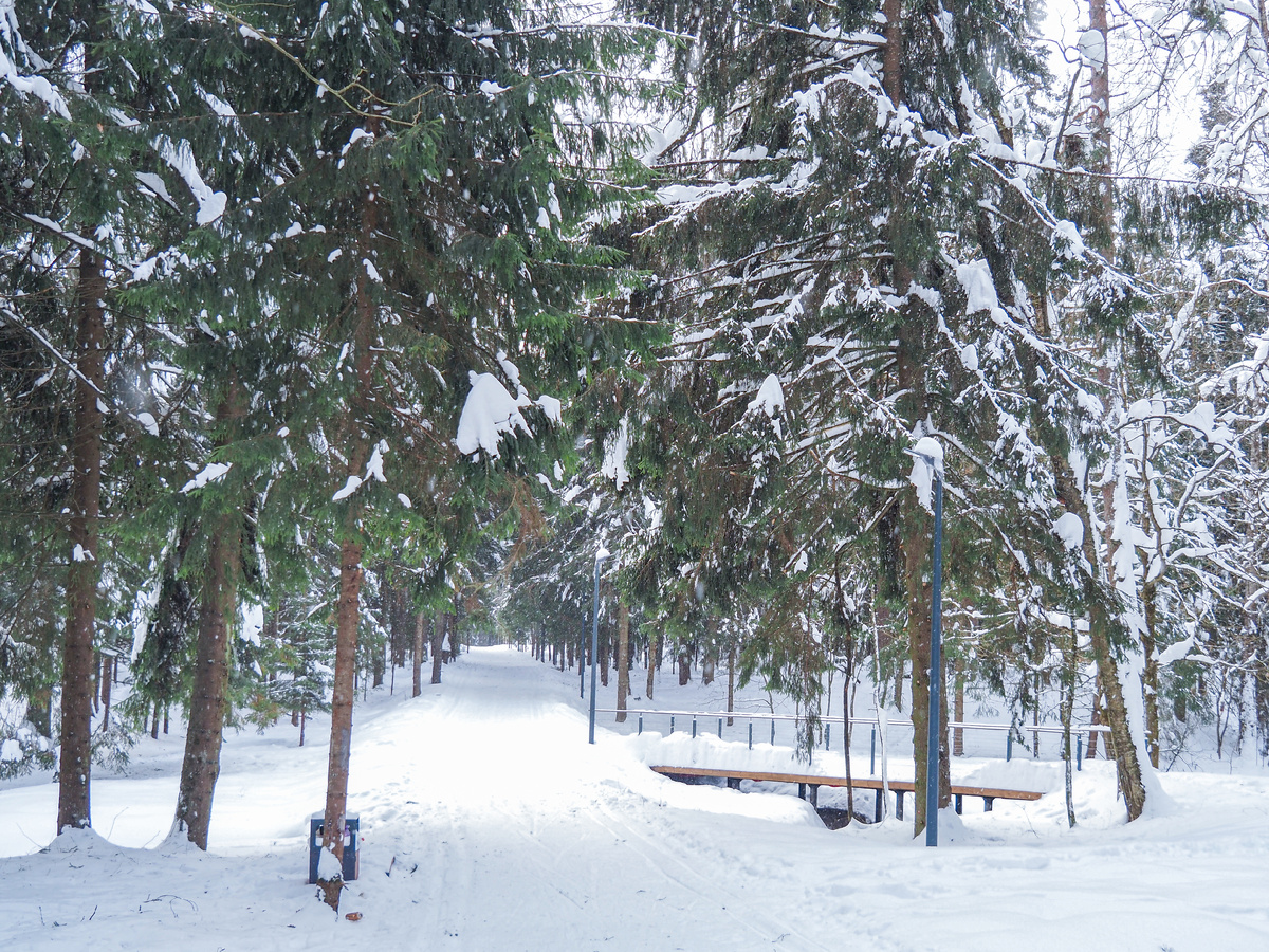 Пироговский лес. Фото Павел Каманин