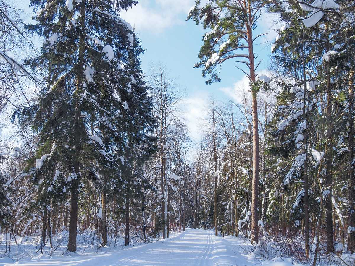 Пироговский лес. Фото Павел Каманин