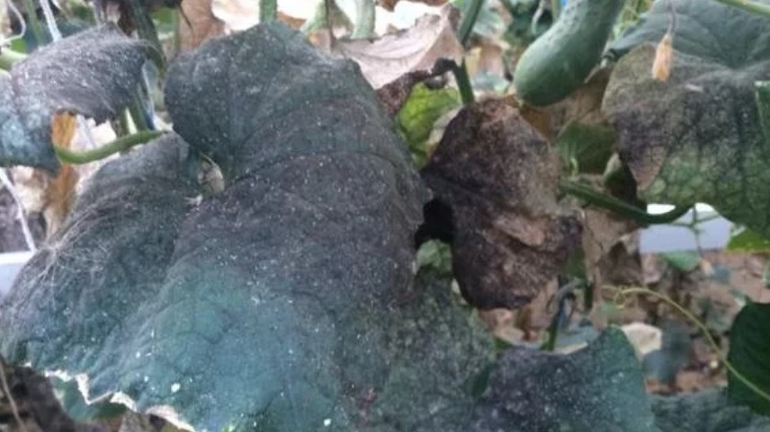 Так выглядят огурцы через сутки после опрыскивания концентрированным зольным раствором — листья обожжены и скручены