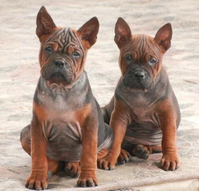 Чунцин милые но дорогие азиаты.