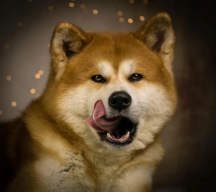 Акита-ину дорогой но преданный друг.