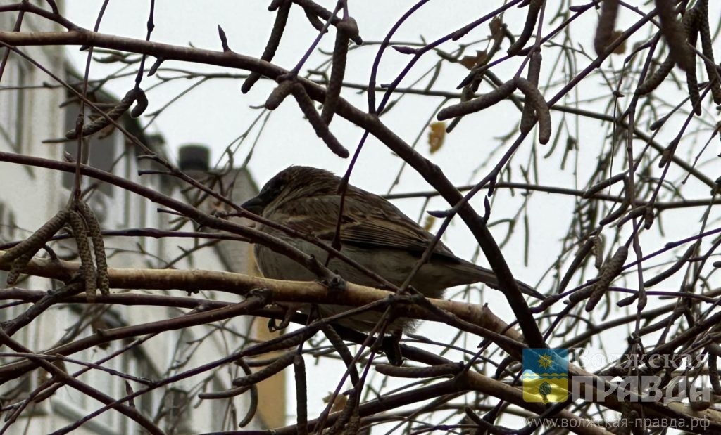     Почти 9,5 тысяч пернатых: стали известны итоги переписи воробьёв в Волгоградской области
